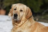 GOLDEN RETRIEVER 806